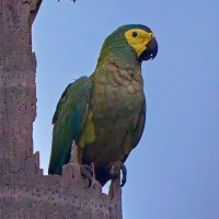 Red-bellied Macaw